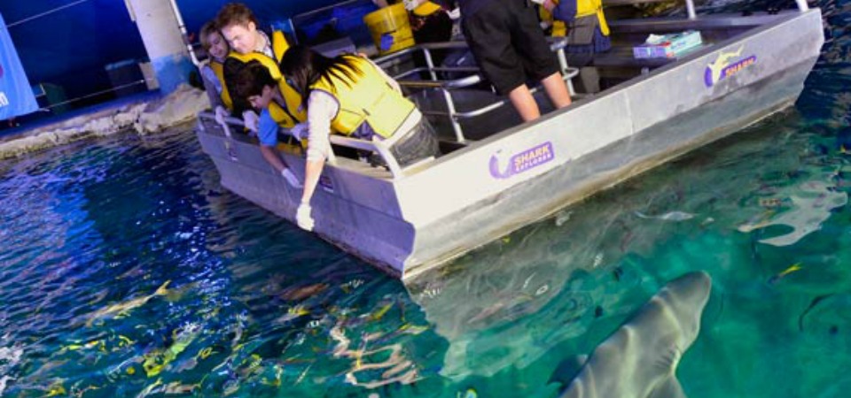 shark feeding