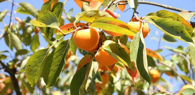 persimmons