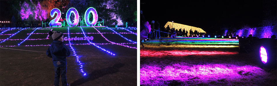 Electric Garden, Royal Botanic Garden - Vivid 2016 