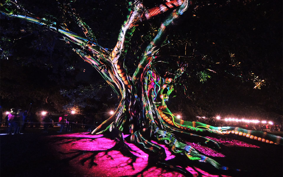 Synthesis, Royal Botanic Garden - Vivid 2016 