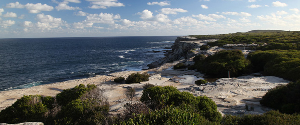 Whale Watching at Cape Solander 960x400