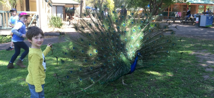 morning with the peacock