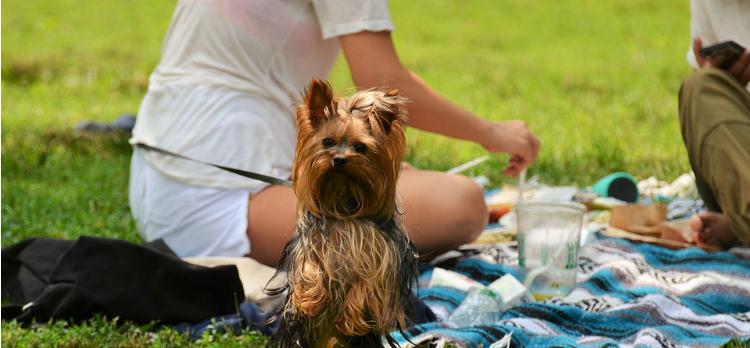 family picnic