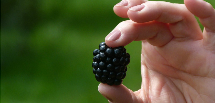 berry picking