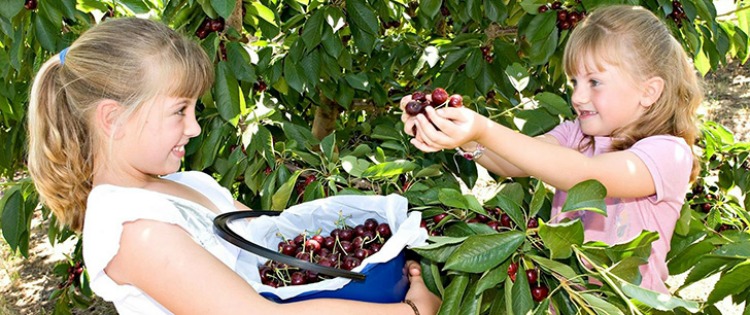 cherry picking sydney