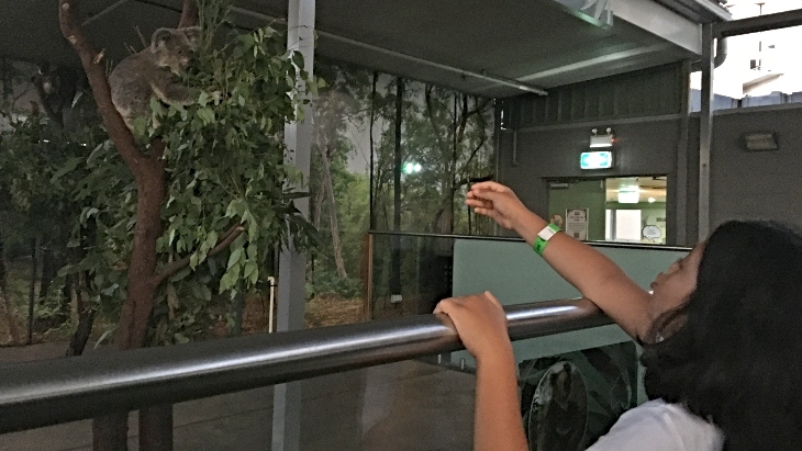 WILD LIFE Sydney Zoo koala