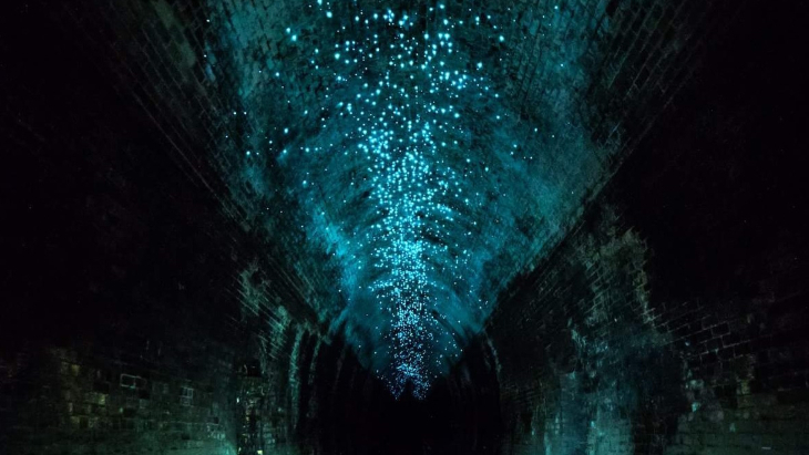 Glow worm tunnels near Sydney