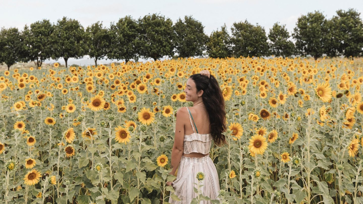 Sunflower Fields near me