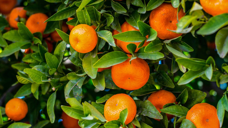 Mandarin picking in Sydney