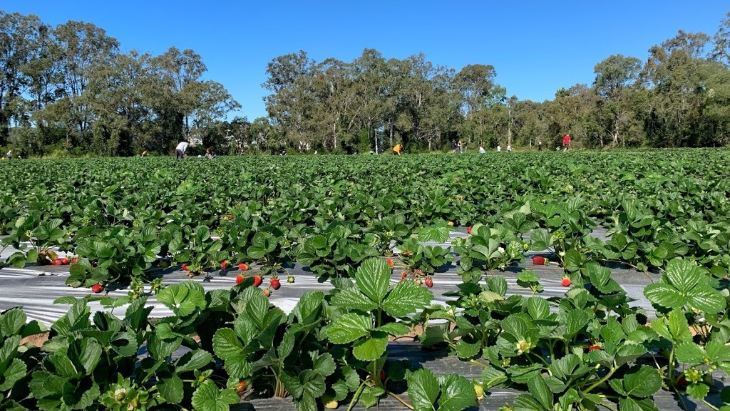 Strawberry picking in Brisbane