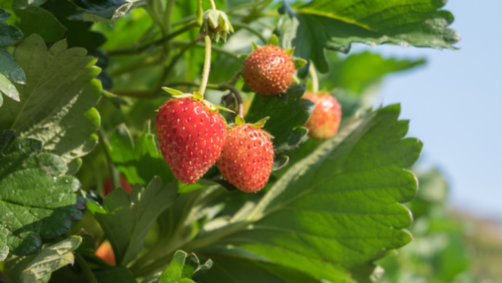 Strawberry picking in Brisbane