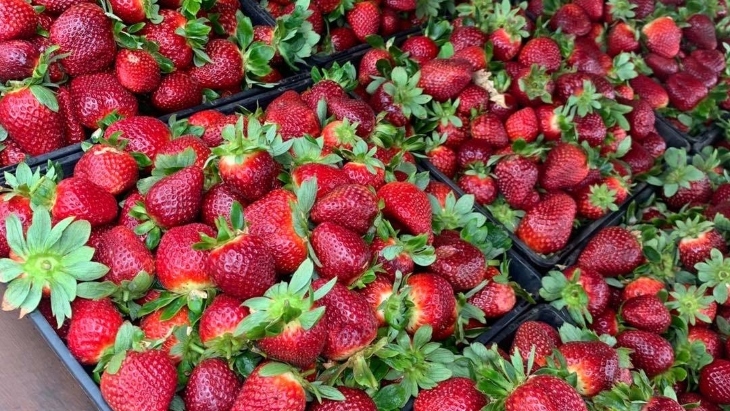 Strawberry picking in Brisbane