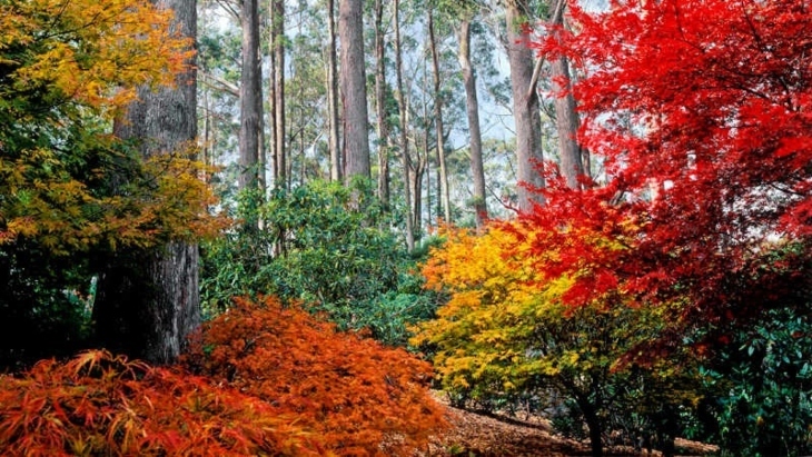 Autumn colours in Sydney