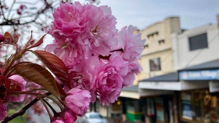 Cherry Blossoms in Leura