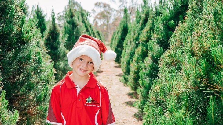 Christmas tree farms in Sydney