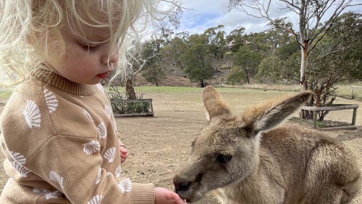 Feeding Kangaroos in Tasmania
