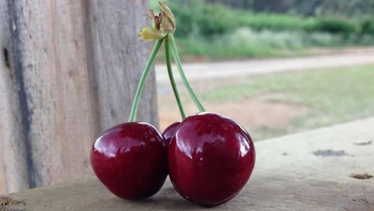 Cherry picking in NSW