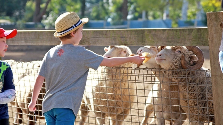 Animal activities and petting zoos in Sydney