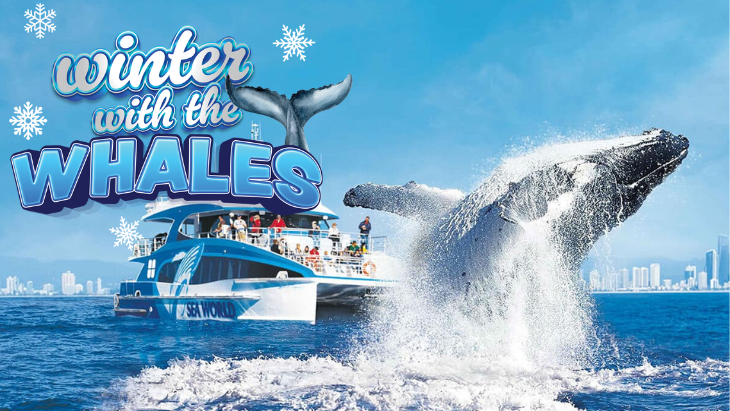 Winter With The Whales At Paradise Resort Gold Coast