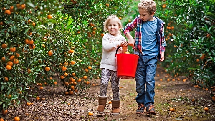 Dooralong: Pick Your Own Oranges
