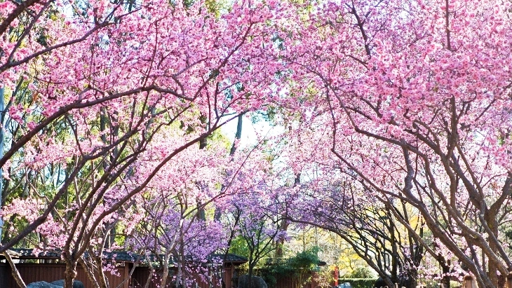 Cherry Blossom Festival Sydney
