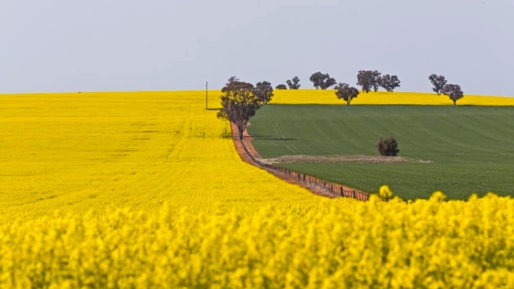 NSW Canola Fields