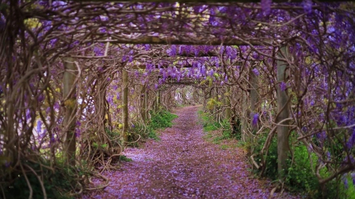 Wisteria in Sydney