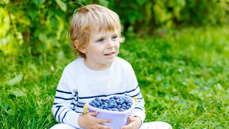 Blueberry picking in Sydney