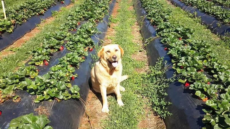 Strawberry picking - Yarra Valley Gateway Estate