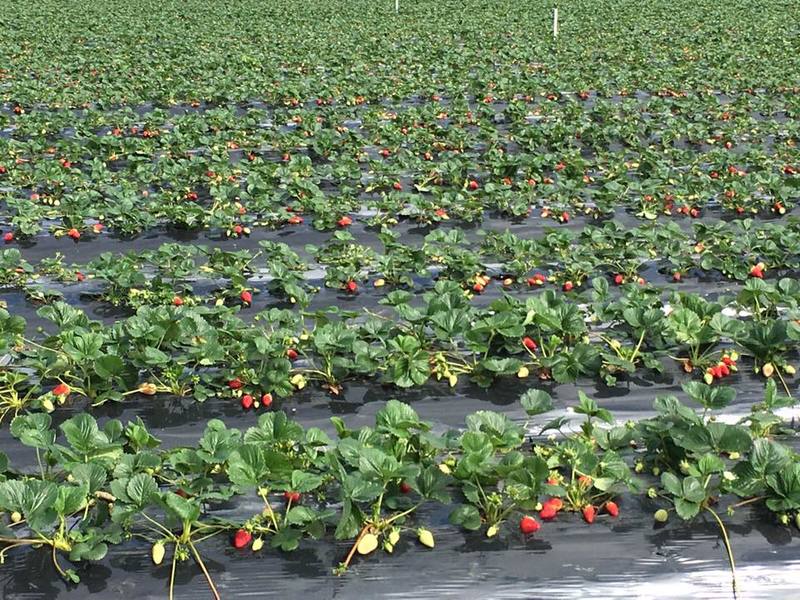 Strawberry picking - Naturipe Fruits