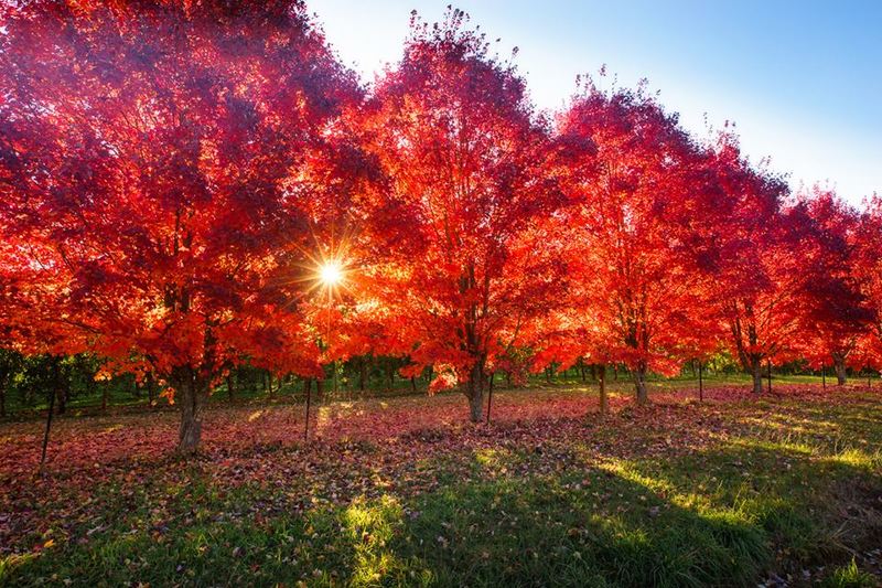 Where to See Spectacular Autumn Colour in Melbourne this Season ellaslist