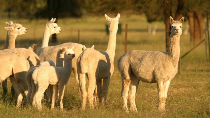 Farm Stay NSW - Starline Alpacas Farmstay Resort, Hunter Valley