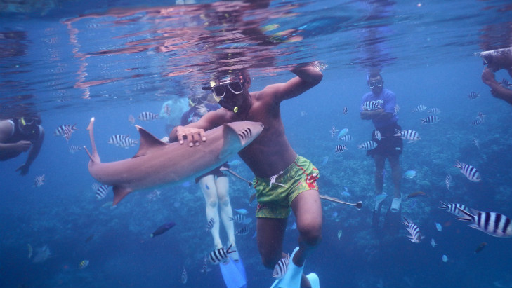 Cruising with kids shark snorkelling fiji 