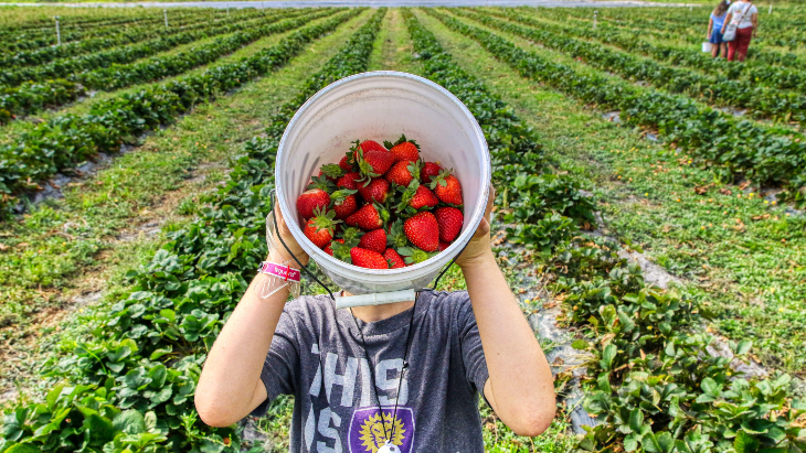 Fruit picking sydney %281%29