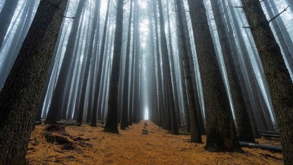 Sugar pine hero